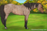 Horse Color:Bay Roan 