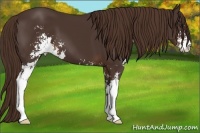 Horse Color:Liver Chestnut Sabino 