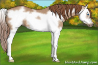 Horse Color:Liver Red Dun Splash Frame 