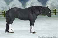 Horse Color:Black 