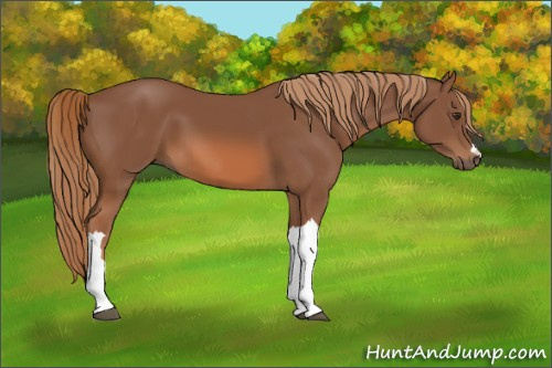 Horse Color: Liver Chestnut 