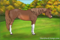 Horse Color:Liver Chestnut 