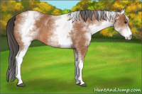 Horse Color:White Spotted Bay 