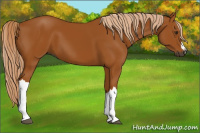 Horse Color:Gray Palomino