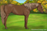 Horse Color:Gray Chestnut 