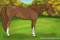 Horse Color:Gray Chestnut 