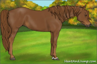 Horse Color:Gray Chestnut 