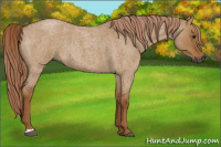 Horse Color:Gray Red Dun Roan