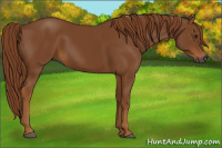 Horse Color:Gray Chestnut 