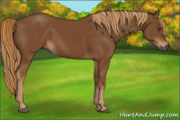 Horse Color:Gray Chestnut 