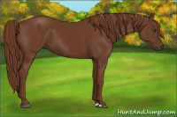 Horse Color:Gray Chestnut 