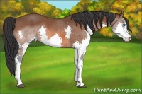 Horse Color:Bay Splash 