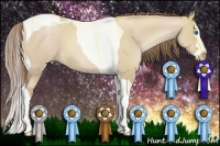 Horse Color:Grullo Pearl Splash Tobiano