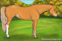 Horse Color:Gray Palomino