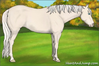 Horse Color:Cremello 