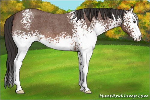 Horse Color: White Spotted Bay Roan 