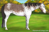 Horse Color:White Spotted Bay Roan