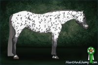 Horse Color:Black Near Leopard 
