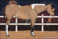 Horse Color:Bay Dun Tobiano