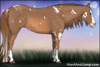 Horse Color:White Spotted Liver Chestnut Splash 