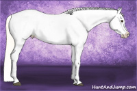 Horse Color:Palomino Snowcap 