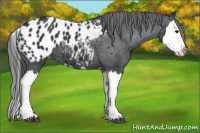 Horse Color:Black Splash Appaloosa 