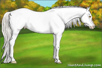 Horse Color:Silver Classic Champagne Splash Tobiano Blanket Rabicano 