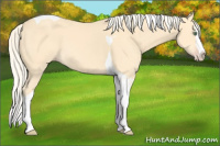Horse Color:Gold Cream Champagne Splash Tobiano 