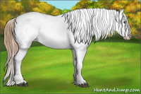 Horse Color:Chestnut Appaloosa 