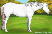 Horse Color:Brown Dun Splash Appaloosa 