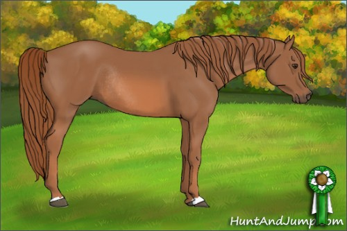 Horse Color: Chestnut Rabicano 