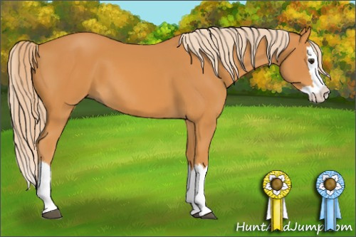 Horse Color: Chocolate Palomino Splash 