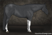 Horse Color:Blue Roan Tobiano