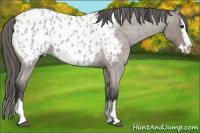 Horse Color:Brown Roan Splash Appaloosa