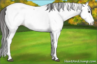 Horse Color:Brown Roan Frame Appaloosa