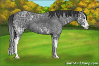 Horse Color:Blue Ice Roan Splash 