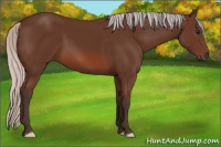 Horse Color:Silver Bay 
