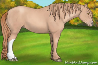 Horse Color:Gold Champagne 