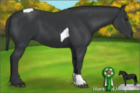 Horse Color:Black Tobiano 