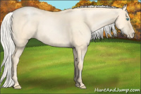 Horse Color:Silver Buckskin Pearl Dun 