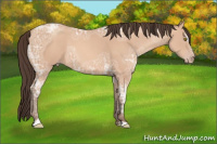 Horse Color:Amber Champagne Ice Sabino
