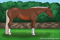 Horse Color:Silver Bay 