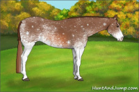 Horse Color:White Spotted Chestnut Rabicano 