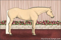 Horse Color:Palomino 