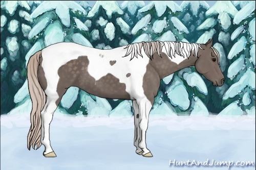 Horse Color: Silver Black Tobiano 