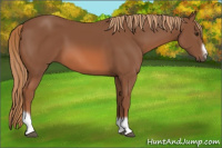 Horse Color:Chestnut Tobiano Frame