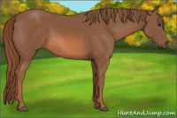 Horse Color:Liver Chestnut 