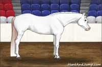 Horse Color:Grullo Appaloosa 