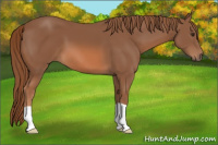 Horse Color:Chestnut 