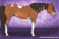 Horse Color:Bay Tobiano Frame